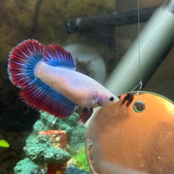 epetrilla
